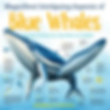 Magnificent Intriguing Aspects of Blue Whales
