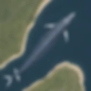 Aerial View of Blue Whale Migration Route