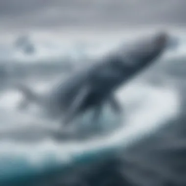 Antarctic blue whale breaching in icy waters