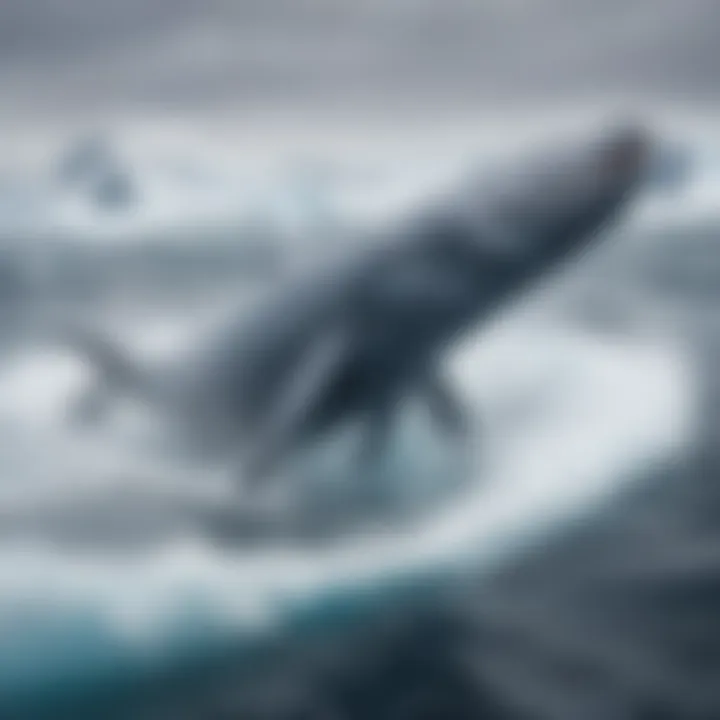 Antarctic blue whale breaching in icy waters