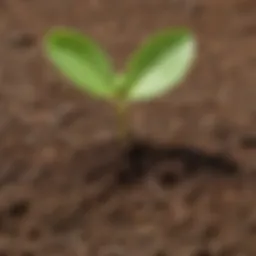 Lush green apple tree seedling sprouting from the soil