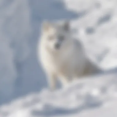 Rare Arctic fox camouflaged in snowy terrain