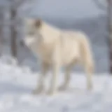 Arctic wolf hunting in snow-covered landscape