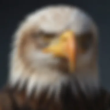 The Striking Features of the Bald Eagle A close-up of a bald eagle's head showcasing its striking features