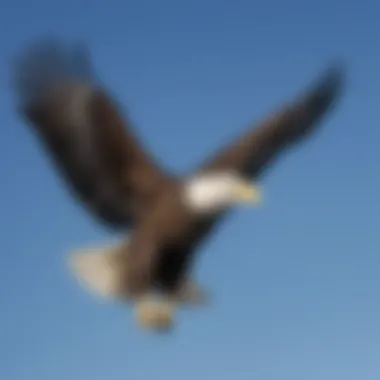 Bald Eagle Soaring Through the Sky A bald eagle soaring high in the sky against a clear blue backdrop