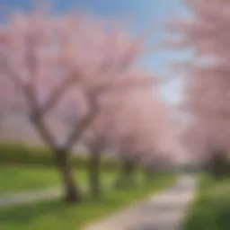 Delicate Cherry Blossoms in Blossom Park