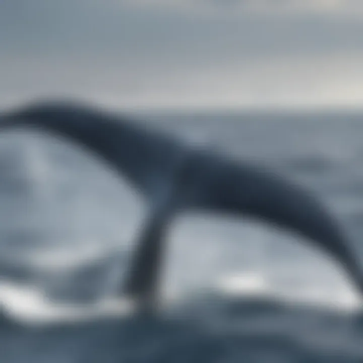 Blue Whale Tail Slapping on the Ocean Surface