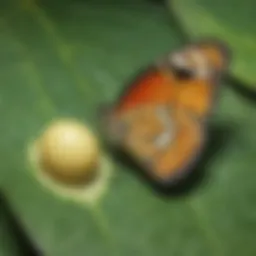 Butterfly Egg on a Leaf