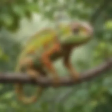 Master of Disguise: Chameleon Camouflage Chameleon Changing Colors on Branch