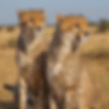 Cheetah exhibiting dominant body language