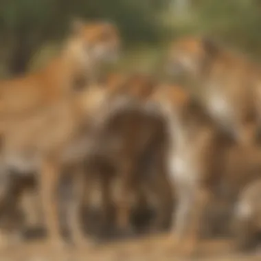 Cheetah socializing with other members of its pack