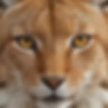 Close-Up of Lynx's Piercing Eyes Close-Up of Lynx's Piercing Eyes