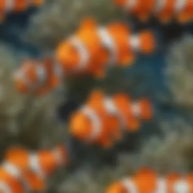Clown Fish Behavior Patterns Clown Fish Behavior Patterns in Marine Ecosystem