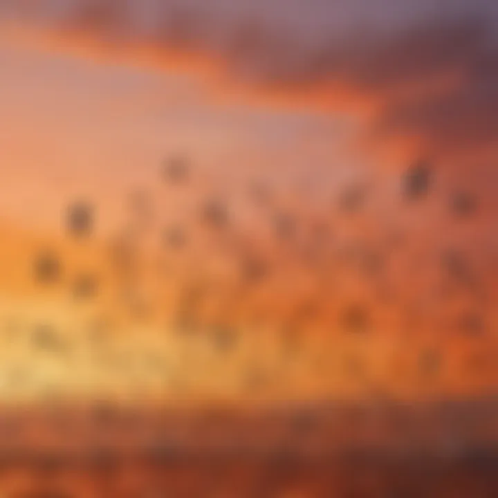 Flock of birds creating mesmerizing aerial formations at sunset