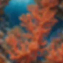 Colorful Coral Formation