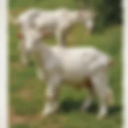 Diverse forage options for goats showcasing healthy grazing.