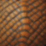 A close-up view of a turtle's shell, showcasing its unique patterns and textures.