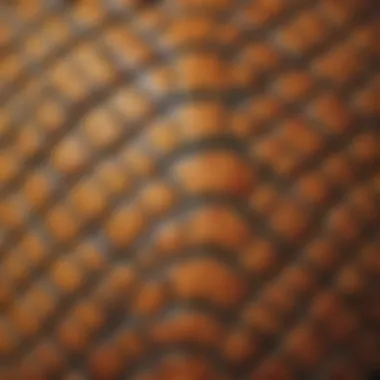 A close-up view of a turtle's shell, showcasing its unique patterns and textures.