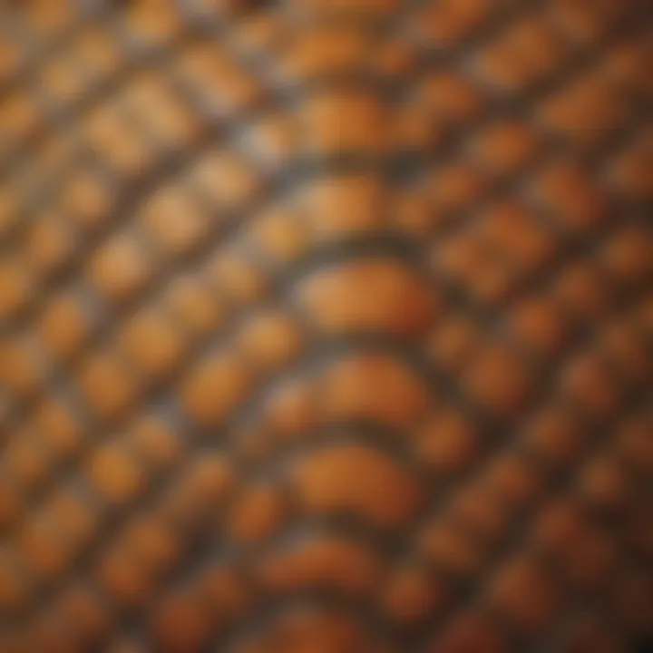 A close-up view of a turtle's shell, showcasing its unique patterns and textures.
