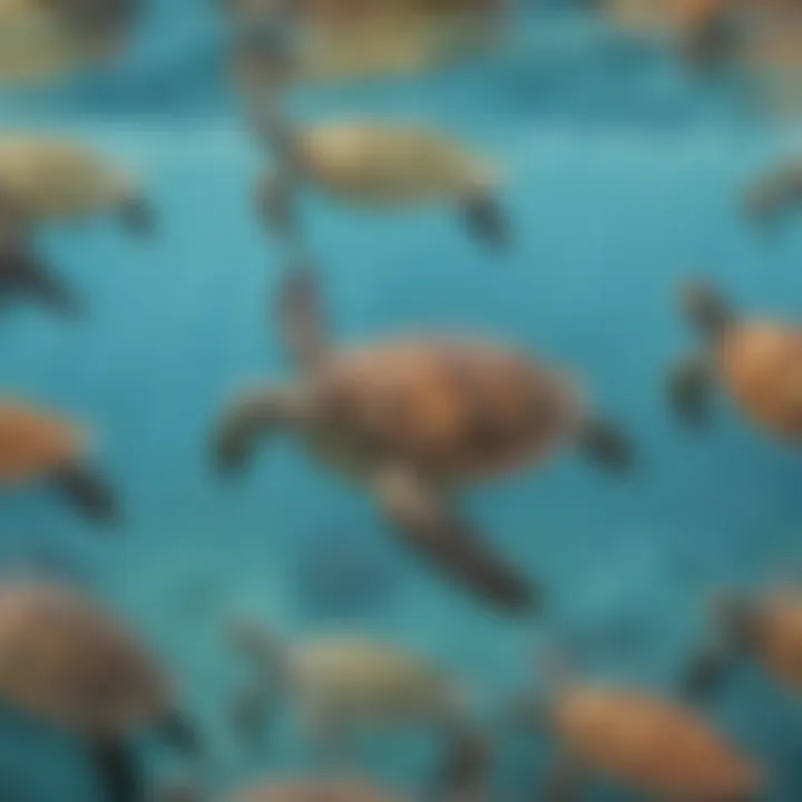 Different species of turtles swimming gracefully in crystal-clear water.