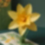 Close-up of a vibrant daffodil pop-up card showcasing intricate details and textures.
