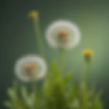 Dandelion Bud Formation