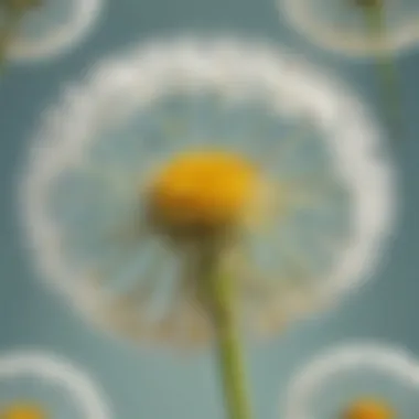 Dandelion Flower Blooming