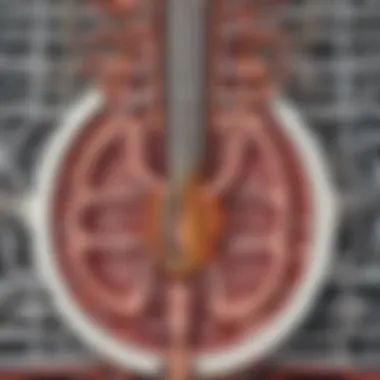Gastronomic Machinery Cross-section of the complex digestive system