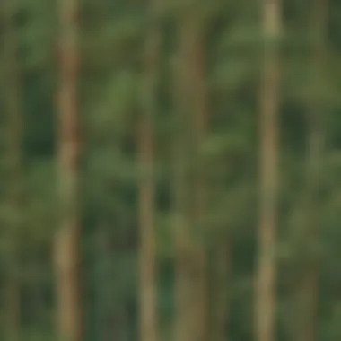 Diverse Species of Trees in a Lush Green Forest