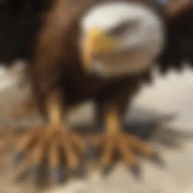 Eagle's sharp talons gripping its prey