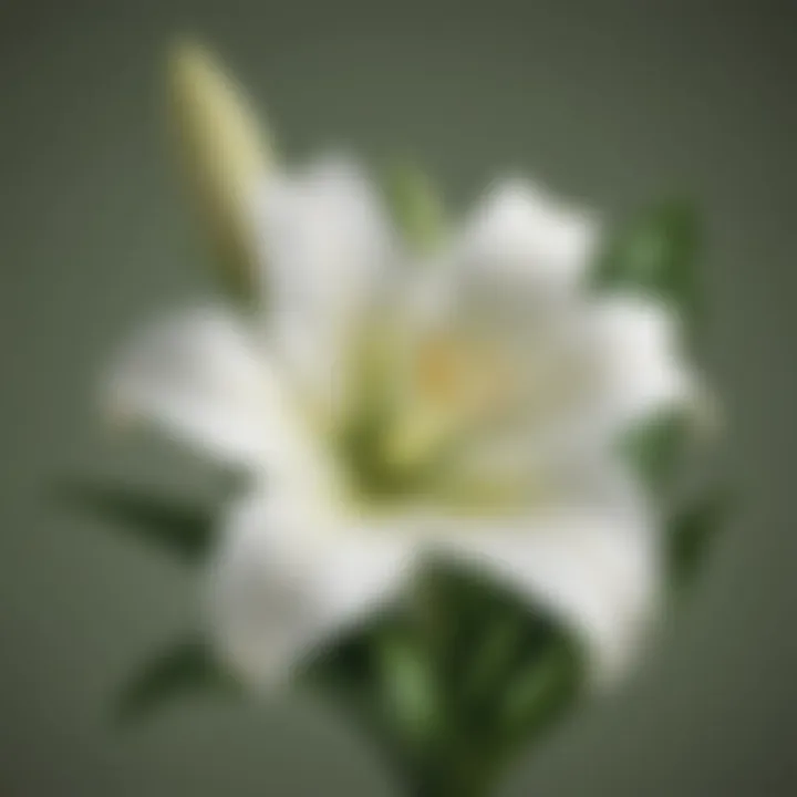 Easter Lily Elegance