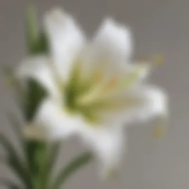 Graceful Easter Lily in Full Blossom Easter Lily Blossoming