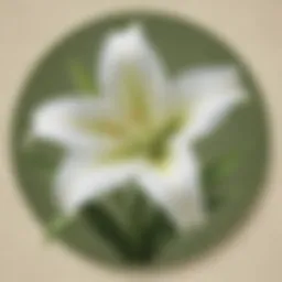 Easter Lily Symbolism