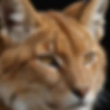 Exquisite Detail: Eurasian Lynx's Tufted Ears Close-up of Eurasian lynx's distinctive tufted ears