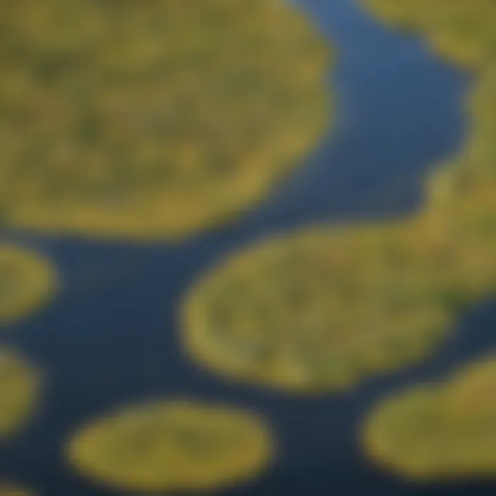 Okavango Delta aerial view showcasing diverse wildlife