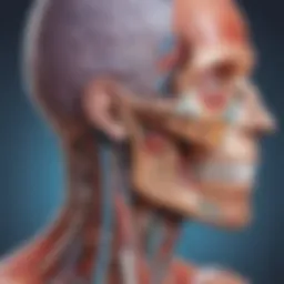 Anatomical structures illustrated with vibrant colors