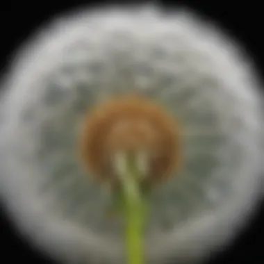 Close-up of fluffy dandelion seeds ready to take flight
