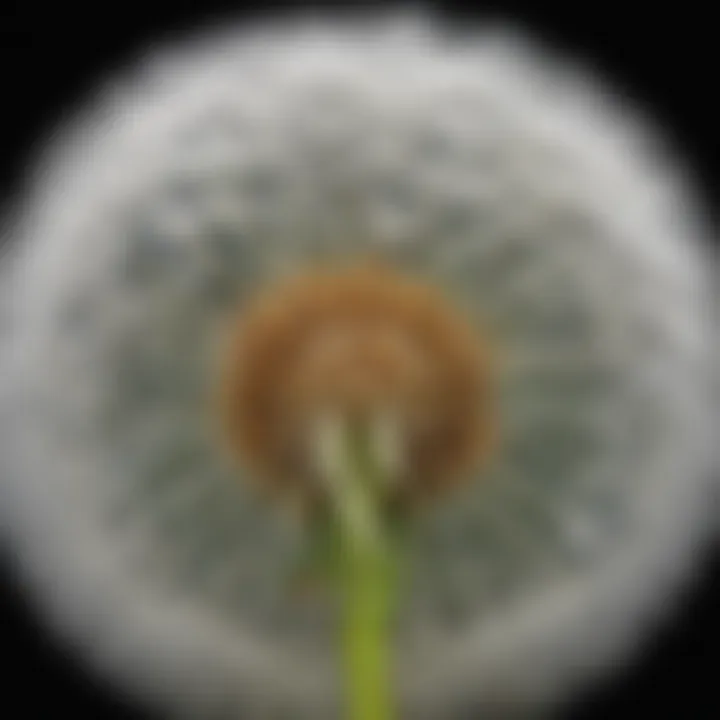 Close-up of fluffy dandelion seeds ready to take flight