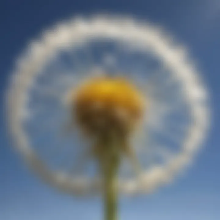 Majestic dandelion flower in full bloom under the sun