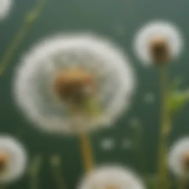 Dandelion puff dispersing seeds in the gentle breeze