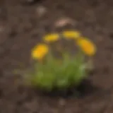 Vibrant dandelion sprouts emerging from the soil