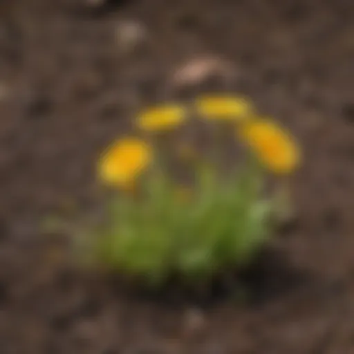Vibrant dandelion sprouts emerging from the soil