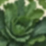 Nutrient-rich kale leaves close-up