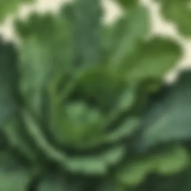 Nutrient-rich kale leaves close-up