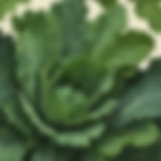 Nutrient-rich kale leaves close-up