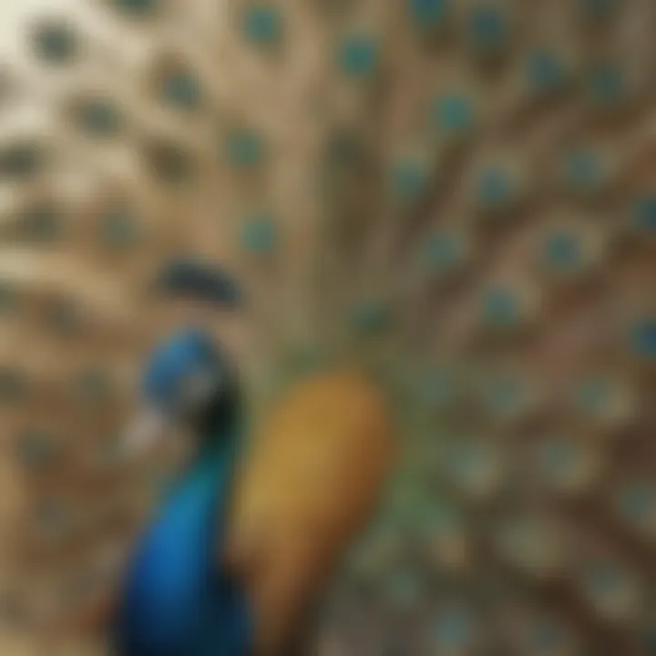 Colorful peacock displaying genetic characteristics