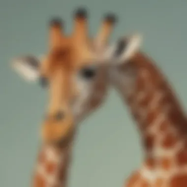 Giraffe with unique hereditary patterns