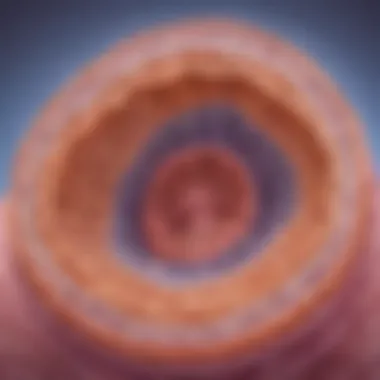 Detailed depiction of the Golgi apparatus in an animal cell