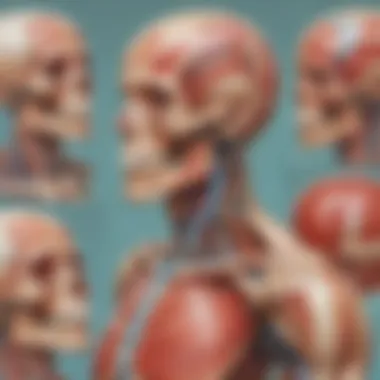 Anatomy Posters in Education Engaging classroom environment featuring anatomy posters