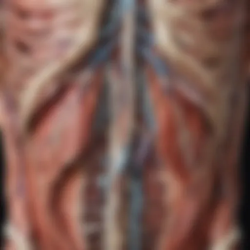 Detailed anatomical illustration showcasing various body systems